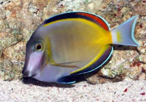 青衣魚(yú)